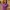 G2000 Purple Shirt Size M photo 1