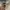 Ocean Pacific Streetwear Short Pria white tan brown photo 4