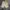 Ocean Pacific Streetwear Short Pria white tan brown photo 3