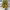 Converse Weapon Jamaica (42) photo 6