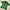 Batik Formal Shirt Pria Green
