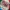 Topi Vintage Jaxo Grand Canaria Tattered photo 1