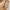 Vivaia Loafers Francesca ivory nude photo 4