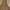 Marc Jacob Dress Krem Lace photo 1