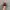 Puma Ballet Red White photo 4