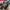 ADIDAS SL 72 ISLAND PACK KALIMANTAN , ADIDAS SL 72 KALIMANTA photo 1