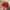 thisisneverthat Vintage Y2K Hat Pria orange black photo 3