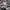 Dickies Casual Hoody Pria white gray photo 4