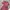 Jumpsuit Maroon photo 1