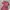 Jumpsuit Maroon