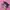 Adidas Samba Black Pink photo 2