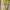 Singlet sport lesmills yellow photo 4