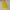 Singlet sport lesmills yellow photo 3