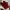 Puma Speedcat Red size 38 photo 2