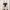White House Black Market - White Ivory Dress Size M