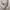 John Langford of London White Shirt XXL photo 3