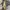 Manebi Gold Leather Sneakers photo 3