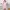 Beatrice Clothing Rosa Dress