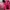 Coquette Wanita pink photo 1