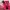 Coquette Wanita pink photo 2