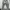 Levi's 501 X Gundam Seed 