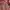 Adidas outdors anti air daun talas not nike acg adidas fila  photo 4