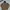 Tnf recco cryptic photo 1