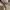Dickies - Cargo Shorts (Big Size) photo 6
