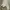 Dickies - Cargo Shorts (Big Size) photo 5