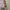 Dickies - Cargo Shorts (Big Size) photo 5