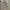 Dickies - Cargo Shorts (Big Size) photo 2