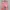 Dickies Streetwear Skater Casual pants Pria pink photo 5