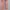 Dickies Streetwear Skater Casual pants Pria pink photo 6