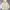 Beanpole Casual Windbreaker Pria Cream