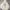 Beanpole Casual Windbreaker Pria cream photo 2