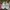 NEW Vans mooneyes authentic 44 dx photo 1
