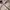 Japanese Brand Gorpcore Sportswear Varsity Jacket Pria Cream Tan
