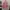 Pink Top / Kerah / Kemeja photo 1