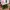 ROCKFISH WEATHERWEAR - BLISS LACEUP SNEAKERS - CHOCO photo 2
