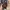 ROCKFISH WEATHERWEAR - BLISS LACEUP SNEAKERS - CHOCO photo 1