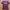 Coorbox kaos maroon size S photo 1