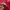 Umbro Sportswear Jersey Pria red photo 6