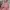 Vintage F21 Babydoll Pink Dress