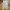 Ankle Wide Pants OPT Beige