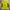 Millet Sportswear Windbreaker Pria yellow photo 2