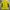 Millet Sportswear Windbreaker Pria Yellow