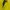 Millet Sportswear Windbreaker Pria yellow photo 4