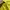 Millet Sportswear Windbreaker Pria yellow photo 6
