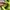 PUMA SPEEDCAT photo 7