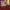 Universal Studios Casual T-shirt Wanita Burgundy